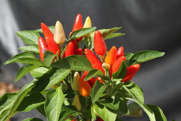 how to grow peppers