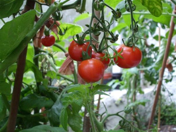 when to pick tomatoes