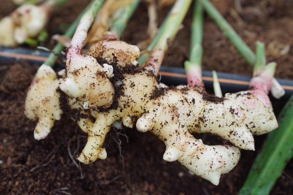 harvesting ginger