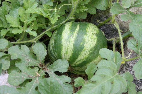 grow watermelon from seed