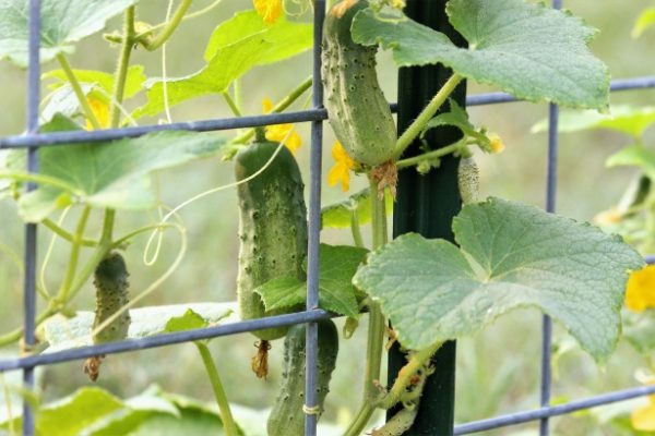 how to grow cucumbers with care