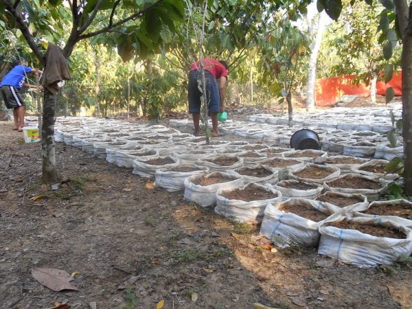 World Agroforestry Centre is planting ginger