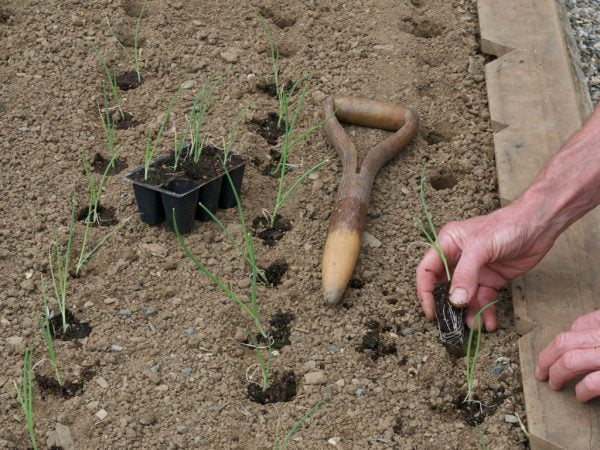 how to plant onion sets