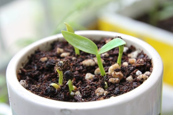 Spinach seeds are growing in a small pot