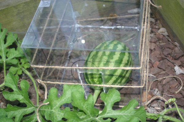 watermelon plants care