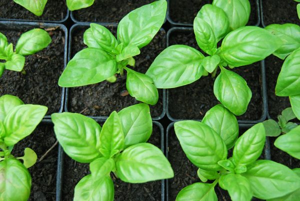 basil plant care