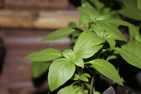 grow basil from seed