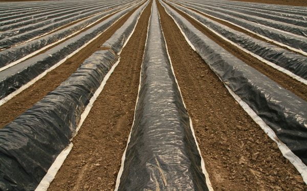 covering asparagus plants