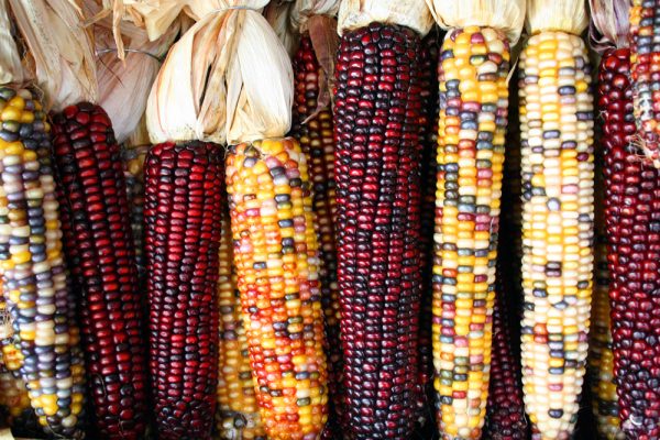 types of corn
