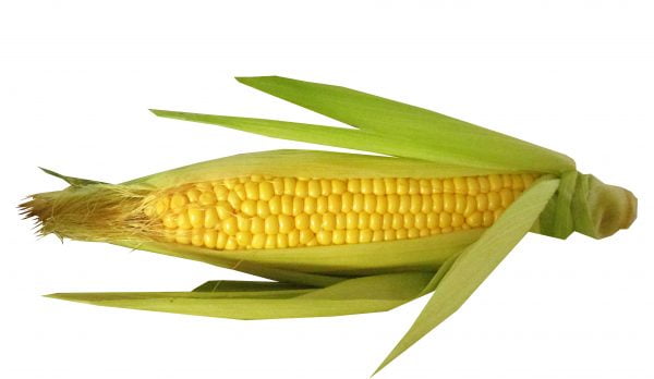 grow corn