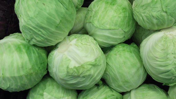 grow cabbage