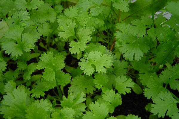 how to plant cilantro