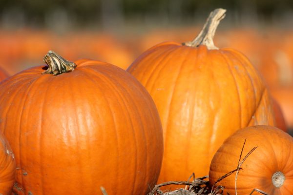 grow pumpkins