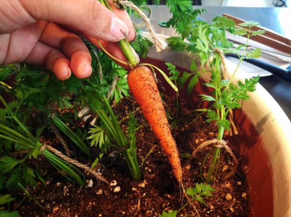 carrots plant care