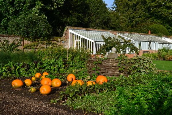 planting pumpkin seeds