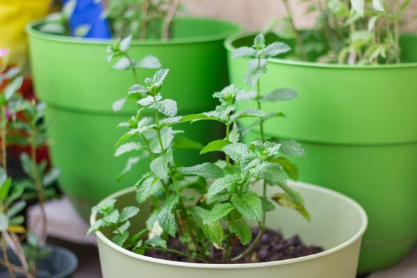 planting mint in pots