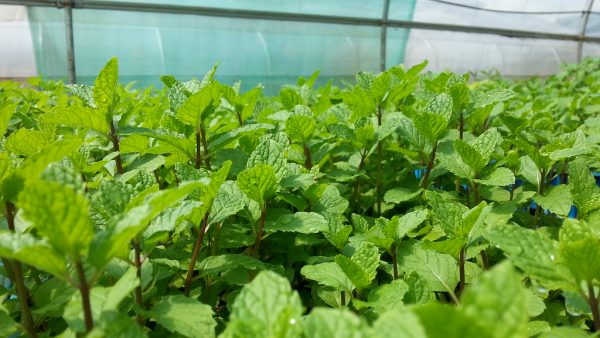 mint plant care