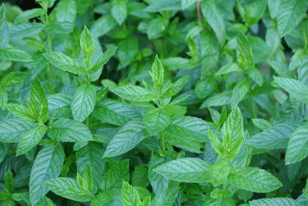 growing mint at home