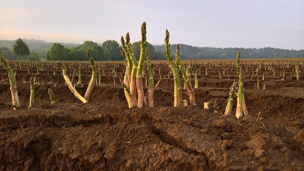 planting asparagus