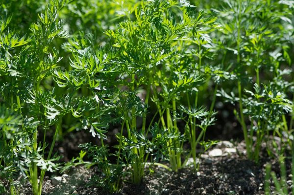 grow carrots from seeds