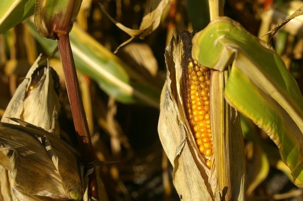 how to grow corn