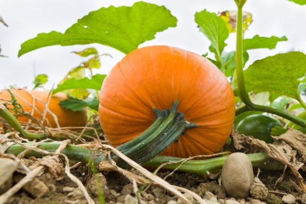 pumpkin plant care