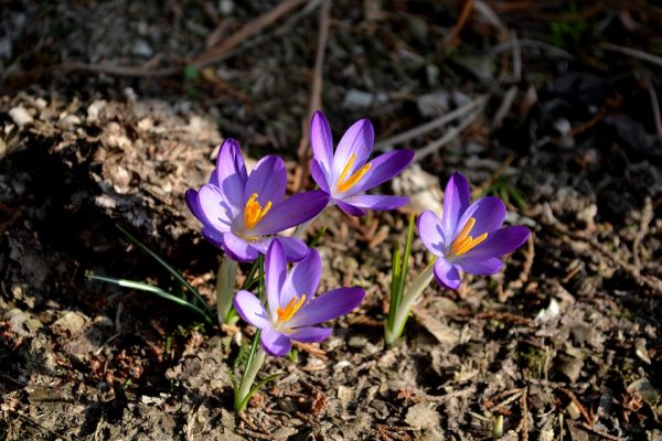 how to plant saffron