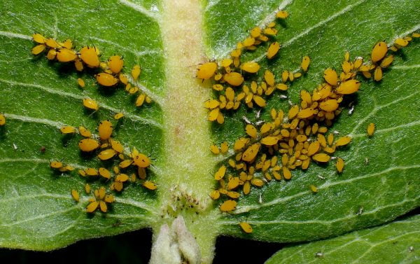 how to get rid aphids