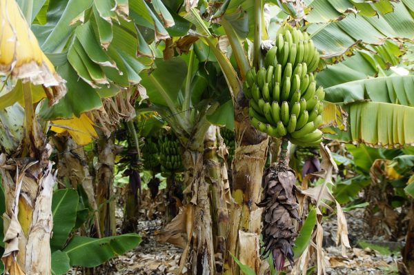 how to grow bananas