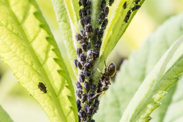 how to get rid aphids