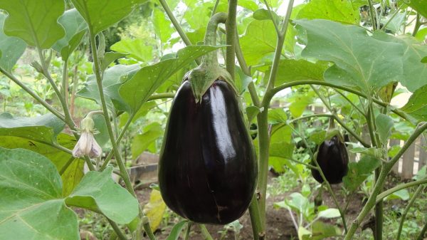 how to grow eggplant