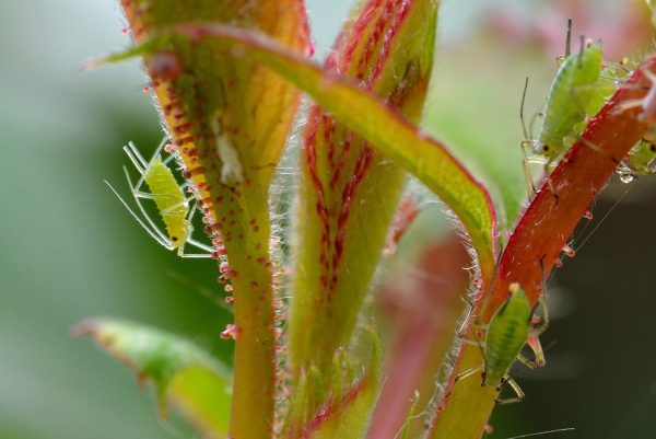 aphids on plants