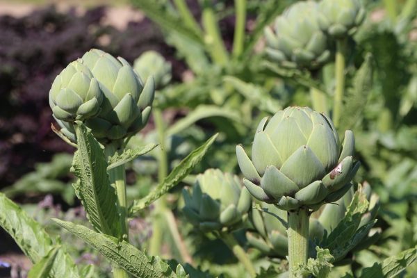 artichokes plant care