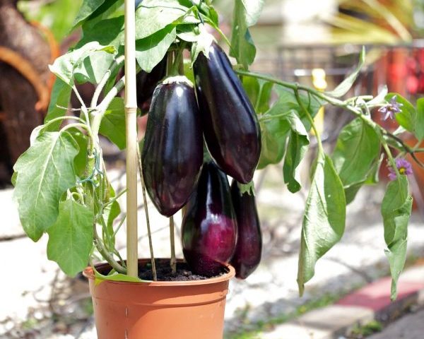 How To Grow Eggplant - Gardening Fan