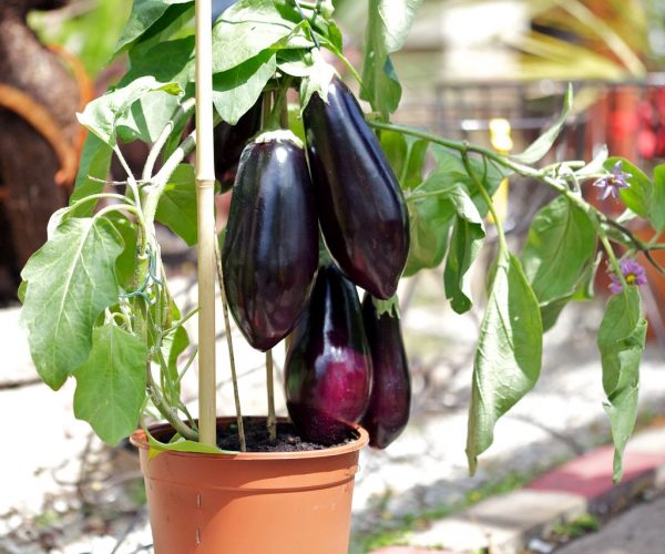 grow eggplant in container