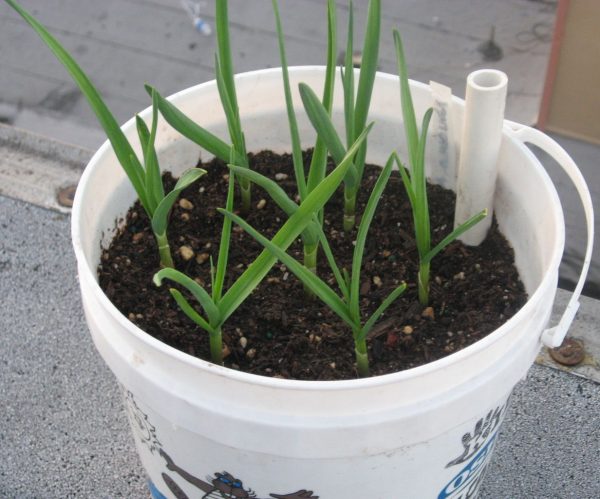growing garlic in a container