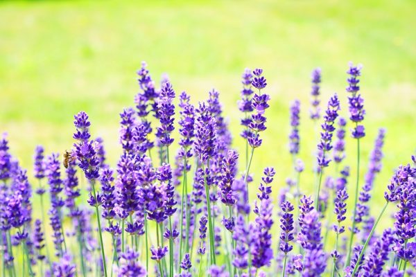 how to grow lavender