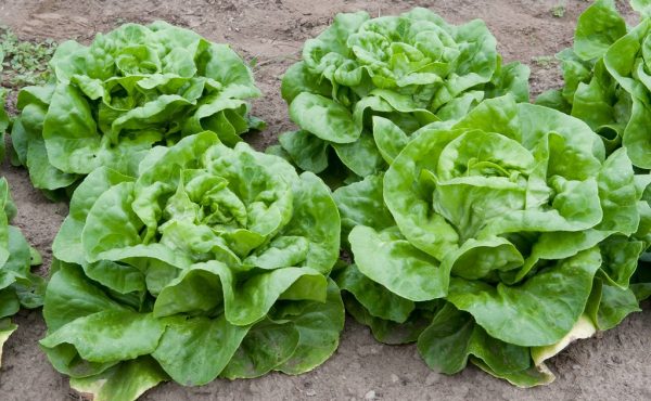 how to plant lettuce