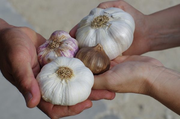 growing garlic in your garden