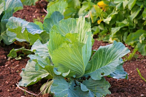 cabbage plant care
