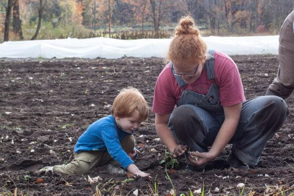 how to plant garlic