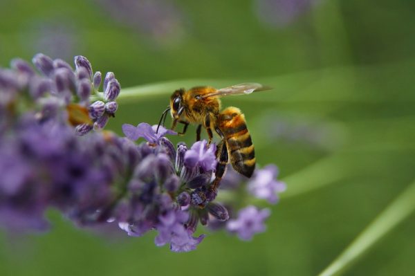 What is a Pollinator? - Agents of Pollination - Gardening Fan