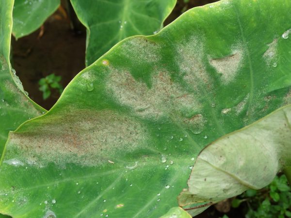 how to get rid of spider mites