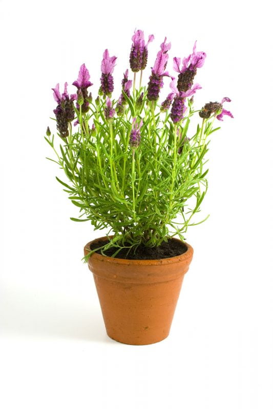 Lavender plant care