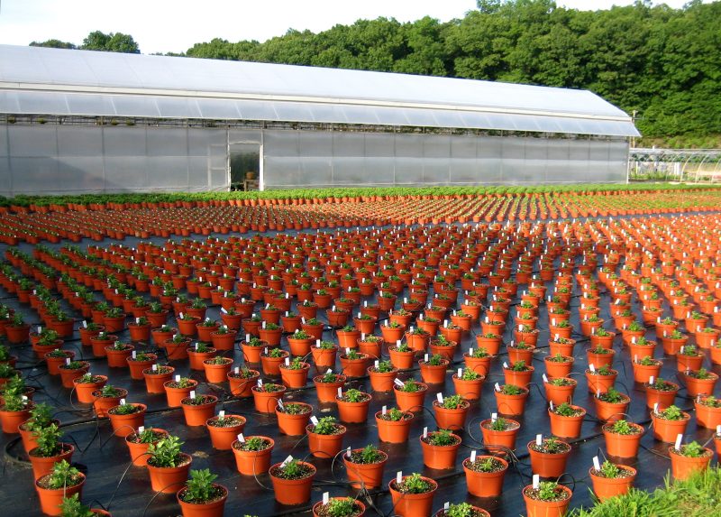 Planting Nursery Garden Nursery Of Plants Wholesale