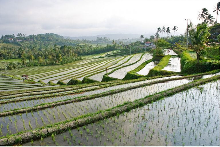 rice-production-by-country-top-10-largest-rice-producers