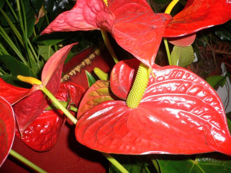 Anthurium Care