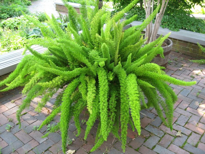 Asparagus Fern Care