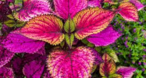 Coleus care