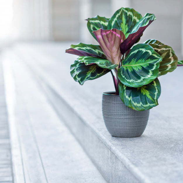 calathea care